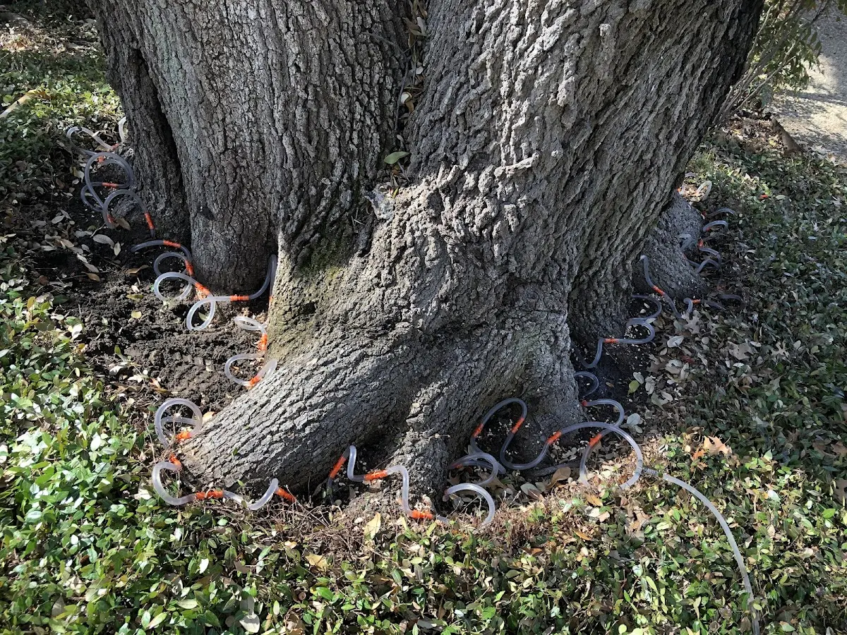 Detailed Tree Cabling and Bracing job site in Wilkeson