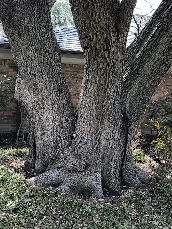 Mature heritage tree close to a Wilkeson property cared for by certified arborists